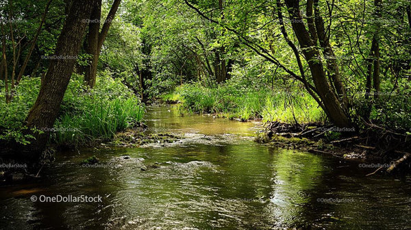 Scenic Forest Stream with Lush Green Surroundings