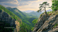 Majestic Pine Tree on a Cliff Overlooking Vast Green Mountains