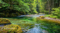 Tranquil Forest Stream with Lush Green Surroundings