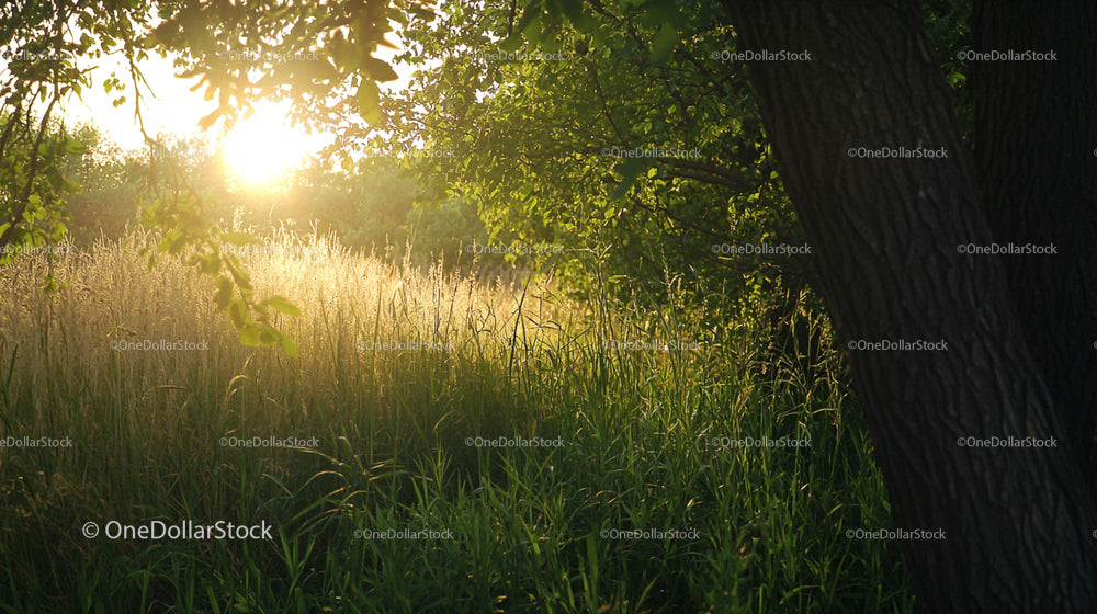 Sunlit Meadow with Lush Greenery and Tree Trunk