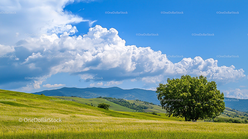 Rolling Hills and Lone Tree Under Expansive Blue Sky