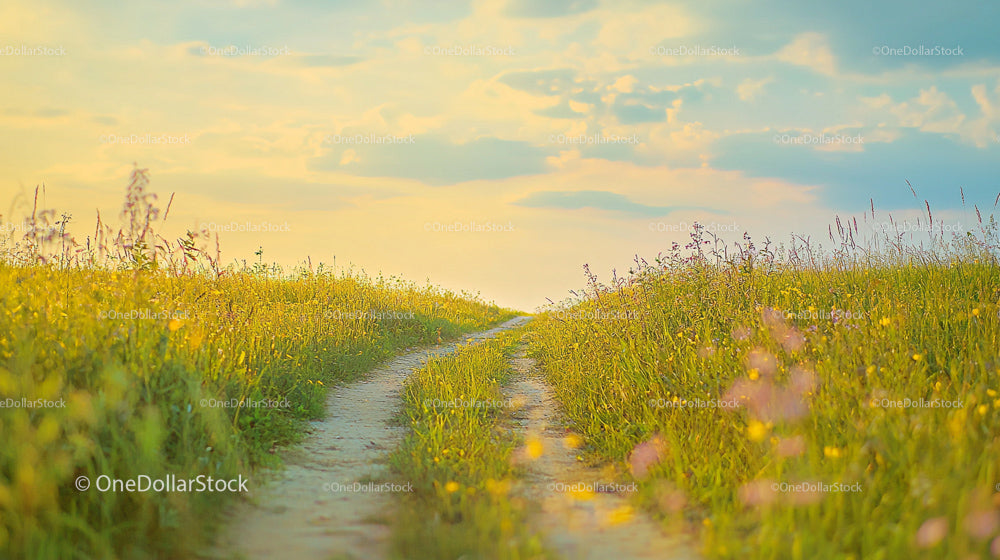 Idyllic Country Path Through Summer Wildflower Meadows