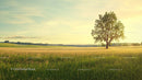 Solitary Tree in a Golden Sunset Field