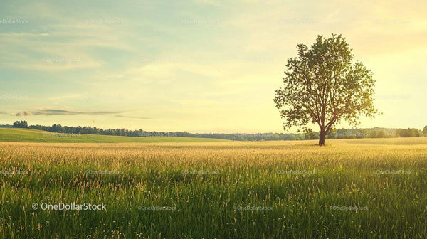 Solitary Tree in a Golden Sunset Field
