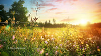 Sunset Over a Colorful Wildflower Meadow