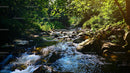 Tranquil Forest Stream with Sunlit Verdant Foliage
