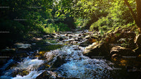 Tranquil Forest Stream with Sunlit Verdant Foliage