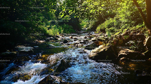 Tranquil Forest Stream with Sunlit Verdant Foliage