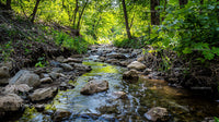 Peaceful Forest Stream Surrounded by Lush Greenery