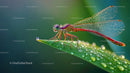 Vibrant Dragonfly Resting on Dewy Leaf at Dawn