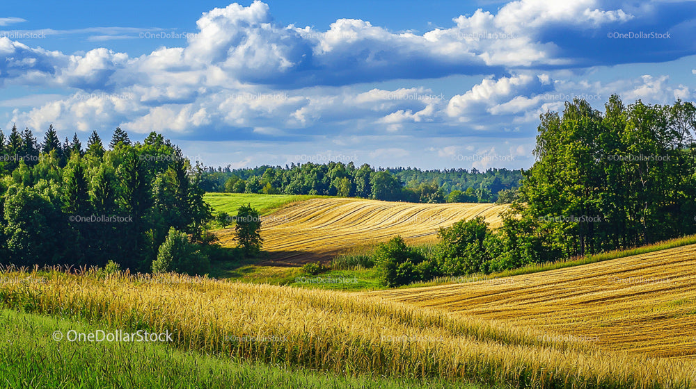 Złote pola i bujna zieleń pod błękitnym niebem