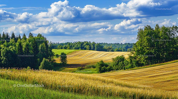Złote pola i bujna zieleń pod błękitnym niebem