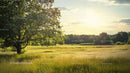 Sunlit Meadow with Lone Tree at Tranquil Sunset