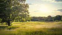 Sunlit Meadow with Lone Tree at Tranquil Sunset