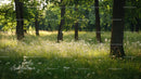 Sunlit Meadow in a Lush Green Forest