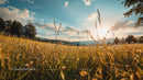 Golden Meadow and Sunset Over Scenic Countryside