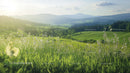 Idyllic Green Meadow with Blooming Wildflowers Under Blue Skies