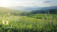 Idyllic Green Meadow with Blooming Wildflowers Under Blue Skies