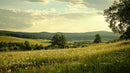 Tranquil Summer Meadow with Rolling Hills and Lush Greenery