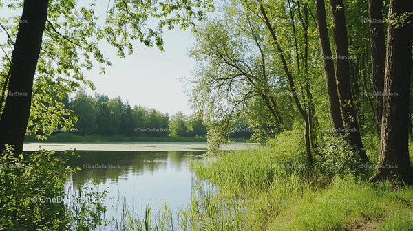 Serene Lake Surrounded by Lush Greenery and Vibrant Forest