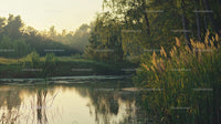 Tranquil Pond Surrounded by Lush Greenery at Golden Hour