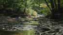 Sunlit Forest Stream with Stones and Lush Foliage