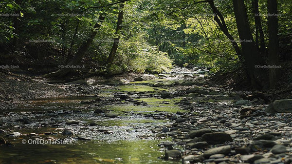 Sunlit Forest Stream with Stones and Lush Foliage