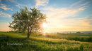 Serene Sunset Over Meadow with Lone Tree and Rolling Hills