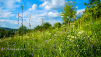 Wildflower Meadow Under a Clear Blue Sky