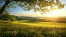 Beautiful Sunlit Meadow at Sunset with Scenic Landscape