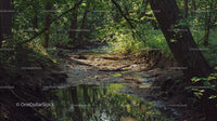 Tranquil Forest Stream Surrounded by Lush Greenery