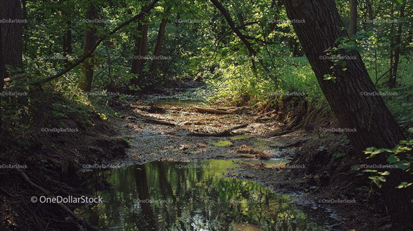 Tranquil Forest Stream Surrounded by Lush Greenery