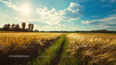 Golden Wheat Field Under a Blue Sky with Fluffy Clouds