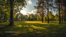 Sunlit Forested Meadow in the Golden Hour