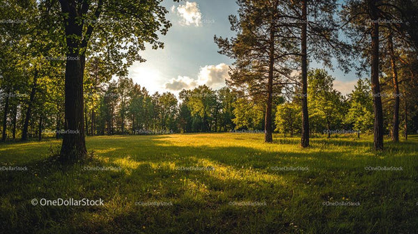 Sunlit Forested Meadow in the Golden Hour