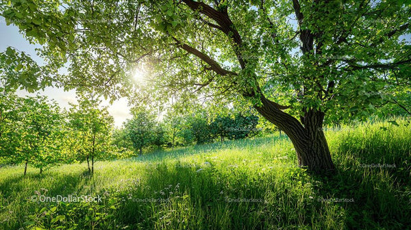 Sunlit Meadow with Lush Green Trees in a Serene Landscape