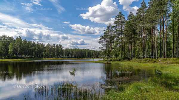 Tranquil Lake with Pine Trees under Fluffy Clouds