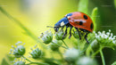 Close-up of Ladybug on Green Foliage