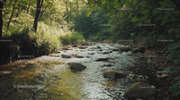 Tranquil Forest Stream Flowing Through Lush Greenery