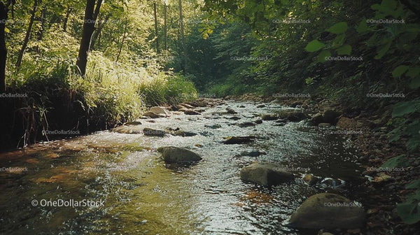 Tranquil Forest Stream Flowing Through Lush Greenery
