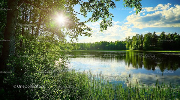 Tranquil Forest Lake with Sunlight Filtering Through Trees