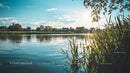 Serene Lake with Reeds and Scenic Summer Landscape