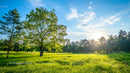 Sunny Meadow with Lush Green Trees and Blue Sky