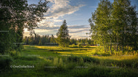 Serene Summer Sunset Over Lush Countryside Meadow