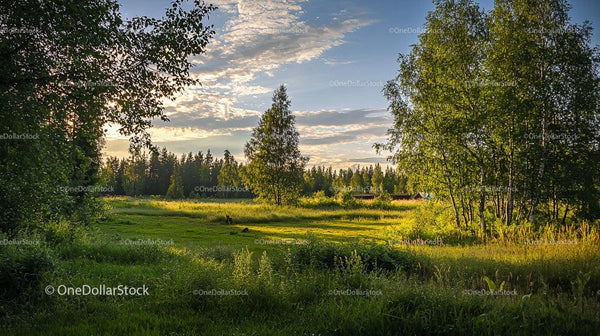 Serene Summer Sunset Over Lush Countryside Meadow