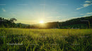 Sunset Over Green Meadow with Scenic Horizon View