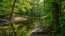 Lush Green Forest with Serene River and Sunlit Path