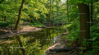 Lush Green Forest with Serene River and Sunlit Path