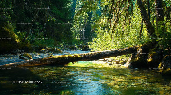 Tranquil Forest Stream with Sunlit Greenery