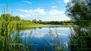 Serene Lake with Lush Greenery Under a Blue Sky